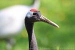 Red-crowned crane