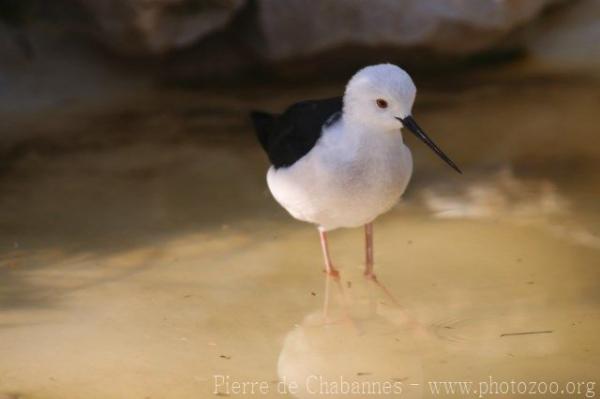 Black-winged stilt