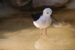 Black-winged stilt