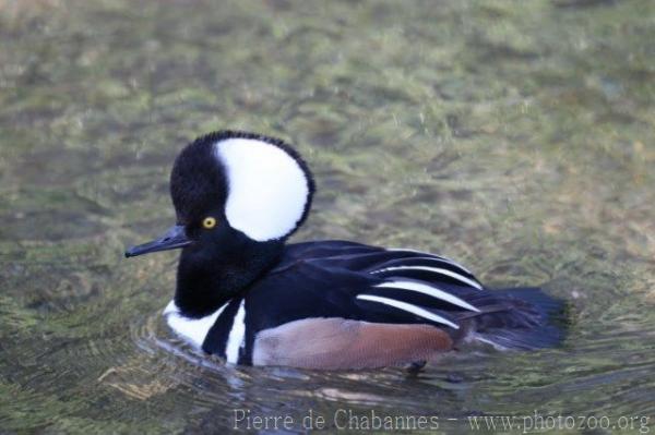 Hooded merganser