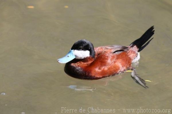 Ruddy duck