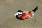 Ruddy duck