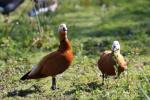 Ruddy shelduck