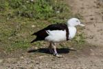 Radjah shelduck