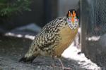 Cabot's tragopan