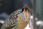 Cabot's tragopan