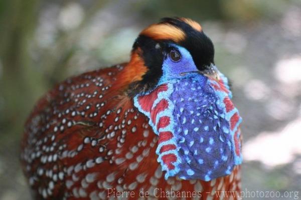 Temminck's tragopan