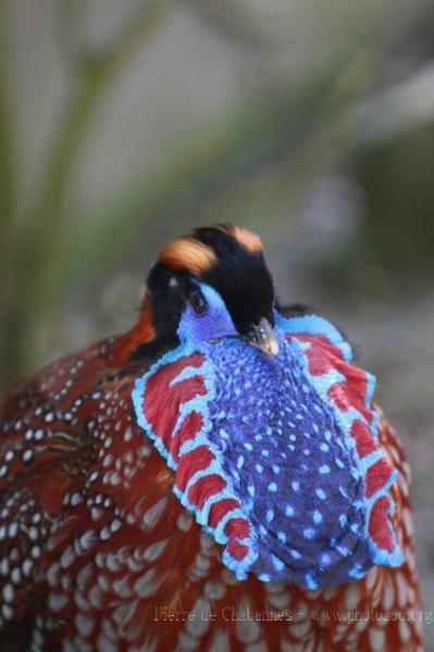 Temminck's tragopan