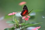 Scarlet peacock