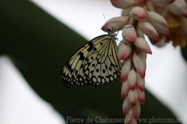 Paper kite