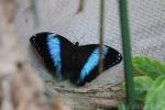 Helenor blue morpho