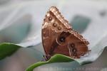 Peleides blue morpho