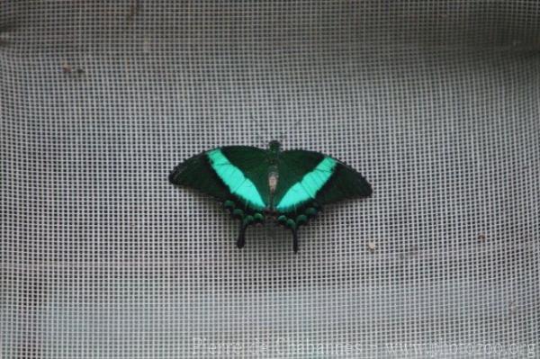 Emerald swallowtail