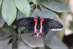 Scarlet mormon