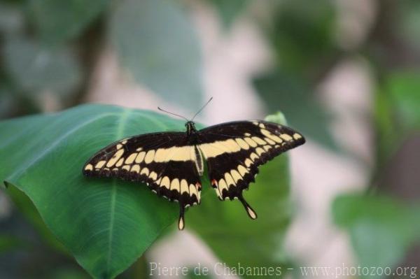 King Swallowtail