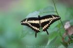 King Swallowtail