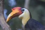 Wrinkled hornbill