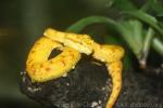 Eyelash palm viper