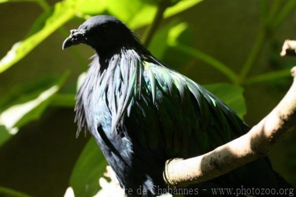 Nicobar pigeon