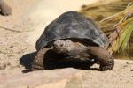 Galapagos giant tortoise