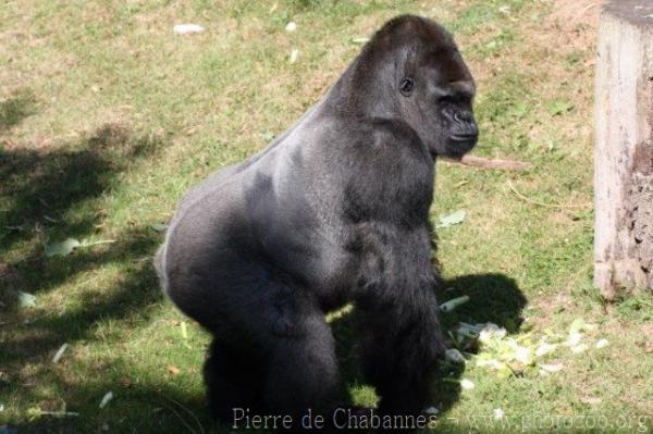 Western lowland gorilla