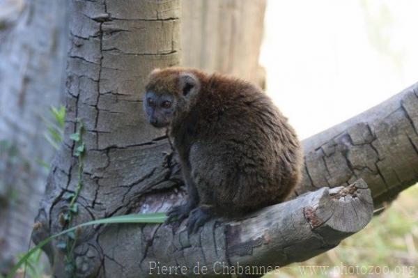 Lake Alaotra bamboo lemur