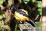 Montserrat oriole