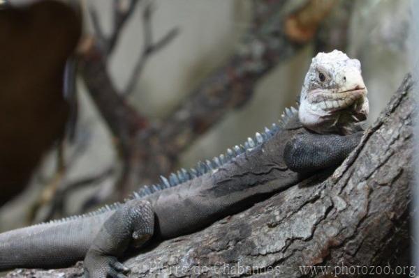 Lesser Antillean green iguana