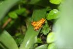 Strawberry poison-frog