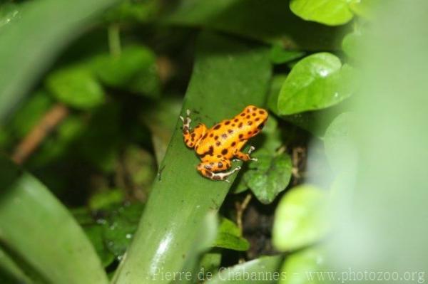 Strawberry poison-frog