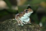 Amazon milk frog