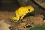 Golden poison frog