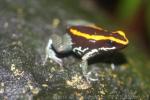 Golfodulcean poison-frog