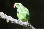 Mauritius parakeet