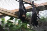 Livingstone's flying fox