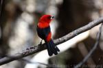 Brazilian tanager