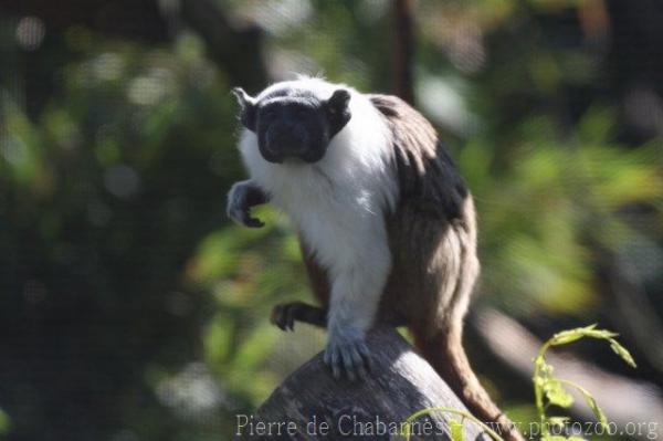 Pied tamarin