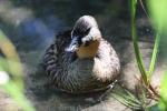 White-backed duck