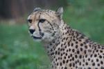 Southern Cheetah