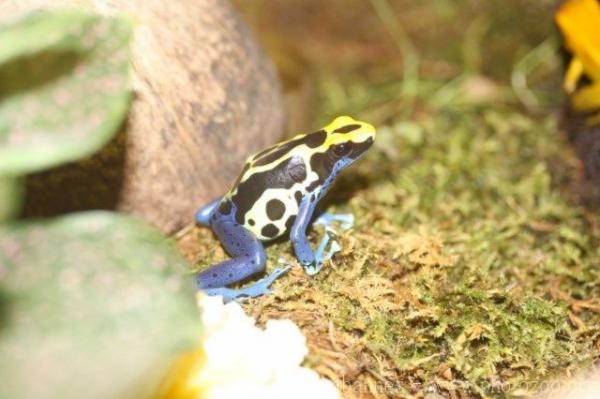 Dyeing poison frog