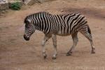 Burchell's zebra