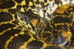 Yellow anaconda