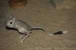 Greater egyptian jerboa *