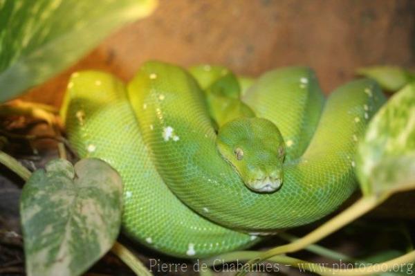 Green tree python