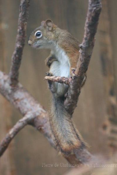 American red squirrel