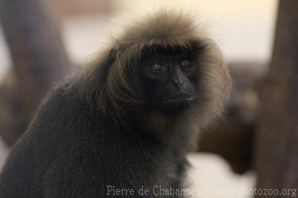 Nilgiri langur