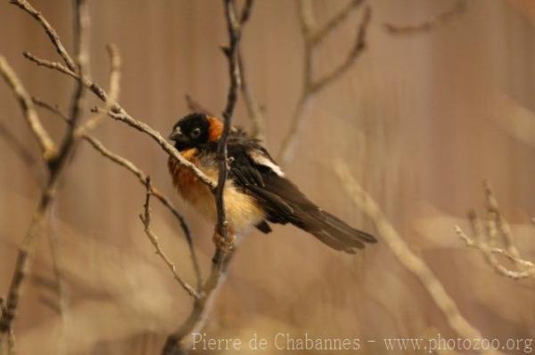 Exclamatory paradise-whydah