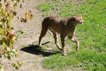 Sudan Cheetah