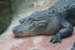 American alligator