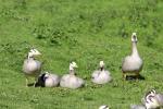 Bar-headed goose